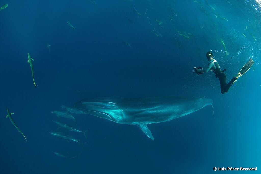 Eden's Whale (Balaenoptera edeni)