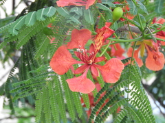 Delonix regia
