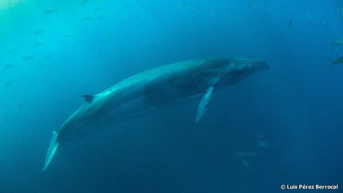 Bryde's Whale