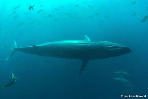 Bryde's Whale
