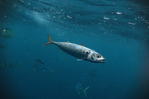 American mackerel (Scomber japonicus) — Scombridae — 4