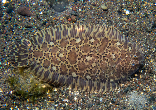 Darkspotted Sole (Liachirus melanospilos)