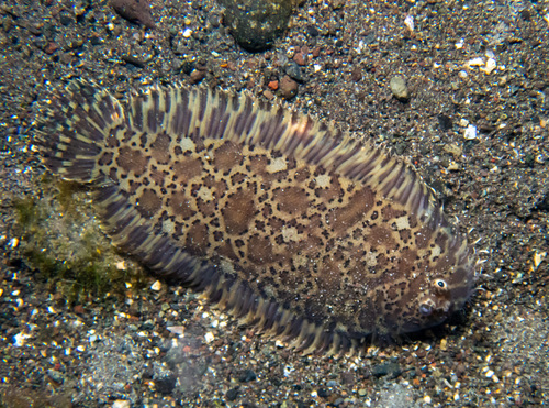 Carpet sole (Liachirus melanospilos) — Soleidae