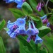 Virginia Bluebells - Photo (c) Michael J. Papay, some rights reserved (CC BY), uploaded by Michael J. Papay