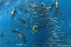 California Sea Lion