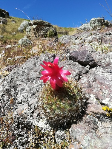 Matucana haynii