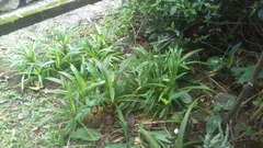 Hymenocallis littoralis