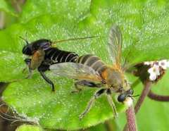 Laxenecera albicincta