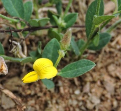 Crotalaria prostrata