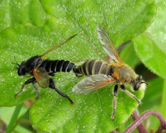 Laxenecera albicincta