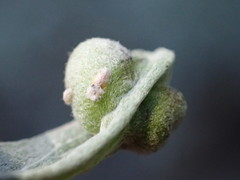 Rhopalomyia tumidibulla