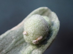 Rhopalomyia tumidibulla