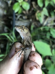 Hobart Smith's Anole photo 3