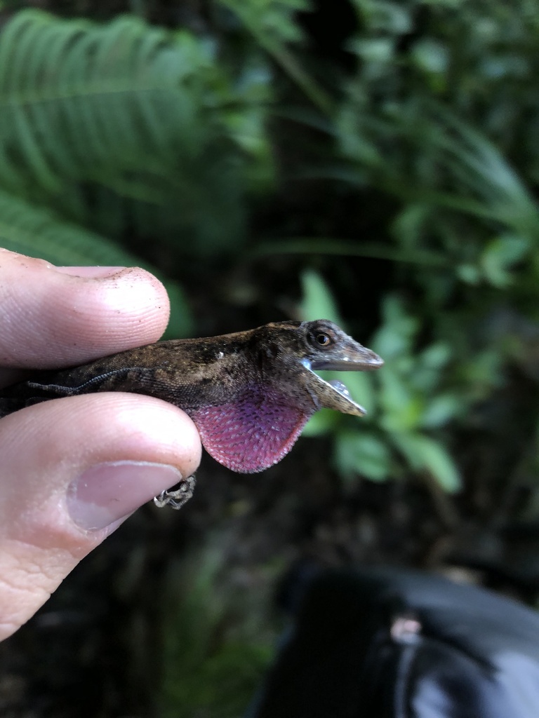 Hobart Smith's Anole