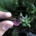 Hobart Smith's Anole - Photo (c) Alberto G. Nadal, some rights reserved (CC BY-NC), uploaded by Alberto G. Nadal