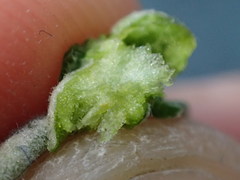 Rhopalomyia tumidibulla