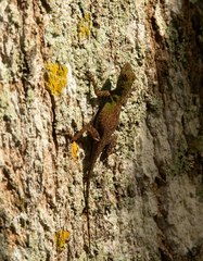 Anolis ignigularis