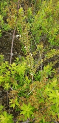 Spiraea thunbergii