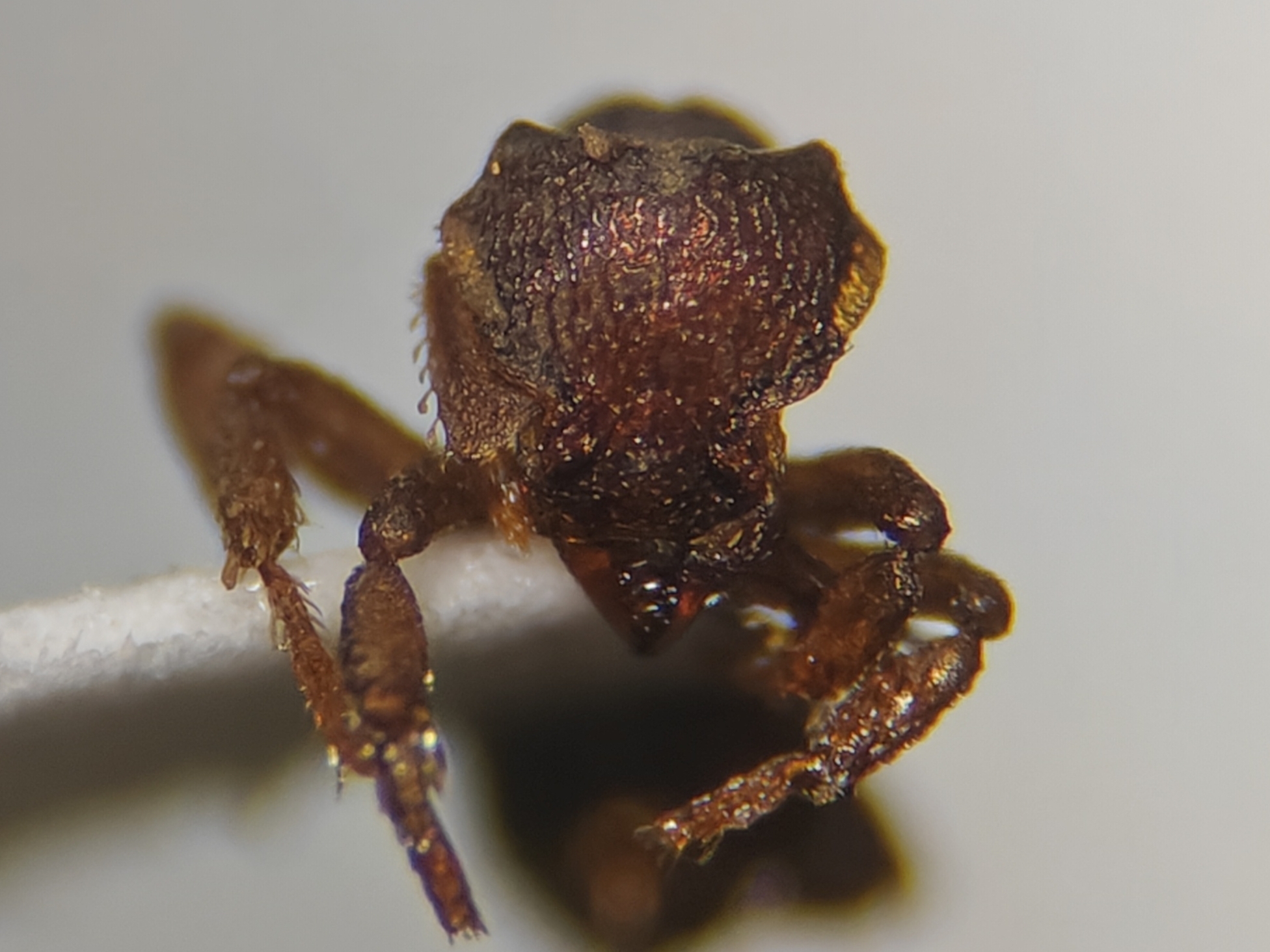 Octostruma iheringi
