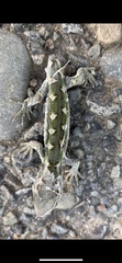 Naultinus gemmeus