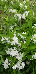 Deutzia crenata