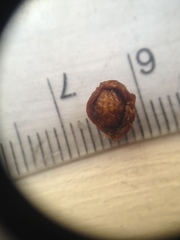 Celtis pallida discolor
