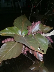Acalypha hispida