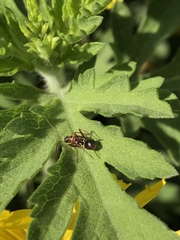 Closterocoris amoenus