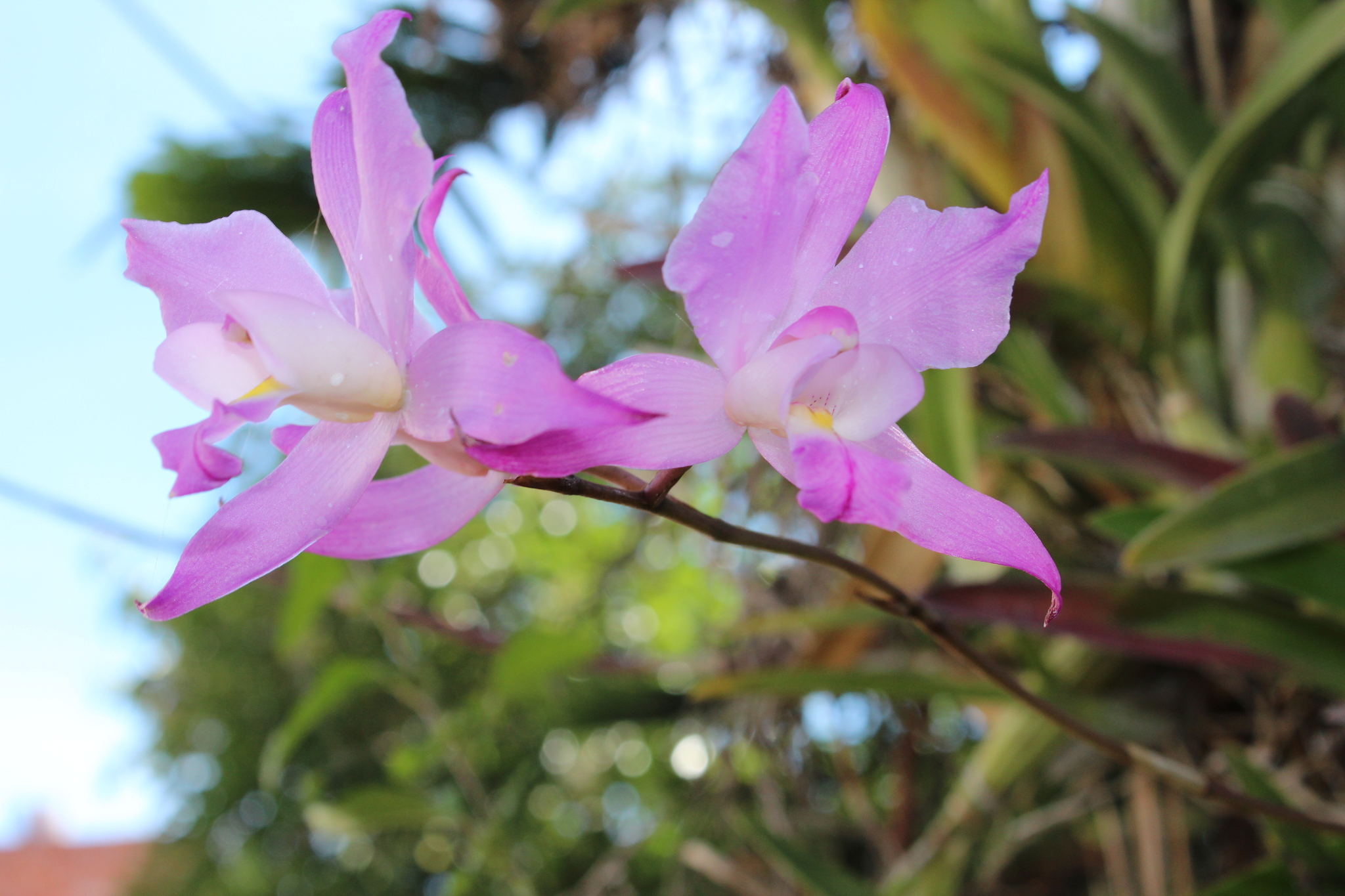 Flor de Muerto (Laelia autumnalis) · NaturaLista Colombia