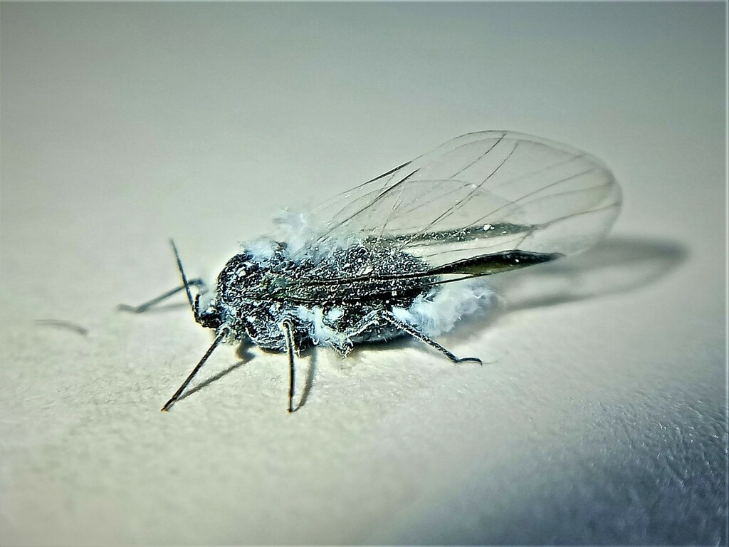 Prociphilus oleae
