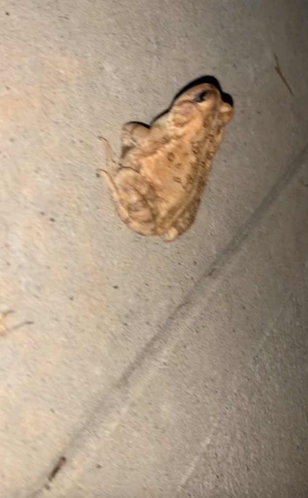 North American Toads from S Chipley Ford Rd, Statesville, NC, US on ...