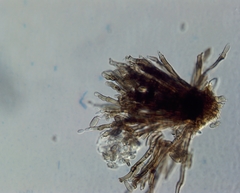 Cladosporium iridis