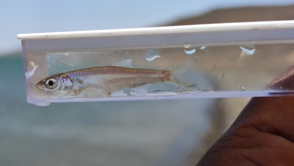 Nile minnow (Leptocypris niloticus) — Cyprinidae
