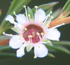 Kunzea linearis