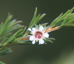 Kunzea linearis