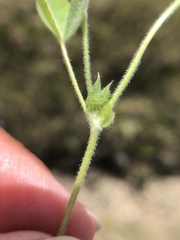 Trifolium microcephalum