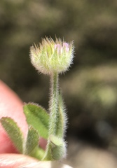 Trifolium microcephalum