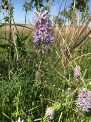 Camassia angusta