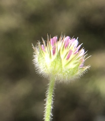 Trifolium microcephalum