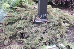 Microbiota decussata