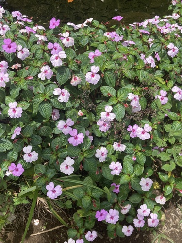 Impatiens flaccida