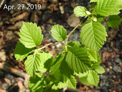 Alnus hirsuta