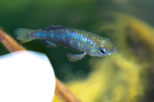 Amargosa pupfish (Cyprinodon nevadensis) — Cyprinodontidae