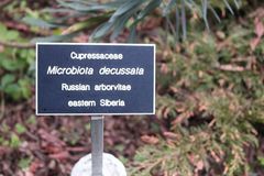 Microbiota decussata