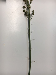 Camassia angusta