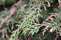 Microbiota decussata