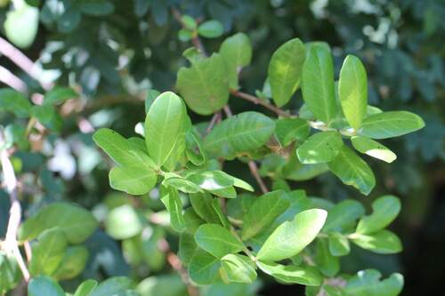 Legrandia concinna, photograph 5