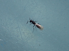 Platygastridae