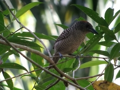 Cymbilaimus lineatus