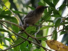 Cymbilaimus lineatus